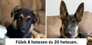 26 alkalom, mikor németjuhászok bizonyították, hogy egyetlen más kutyafajta sem veheti át a helyüket a szívünkben