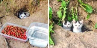 21 fotó, ami megmutatja, mennyire vágynak az állatok a támogatásunkra